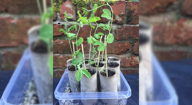 Gardening week 9, photo of sweet peas